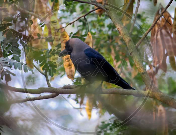 Black bird in the tree