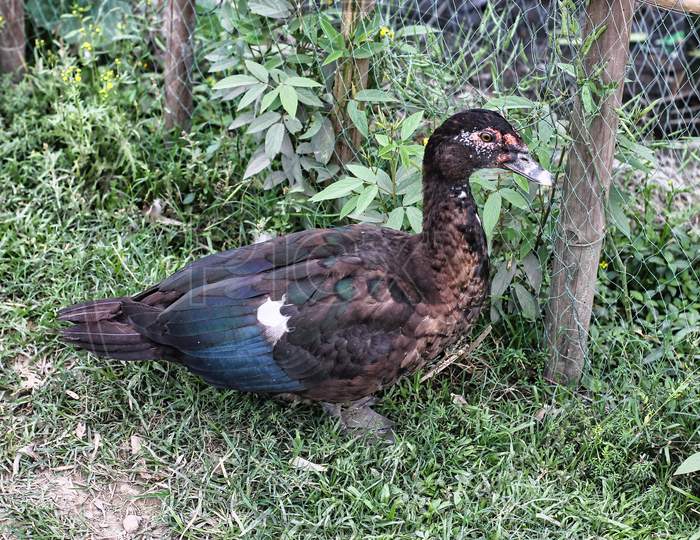 Muscovy Duck Resting In The Grass Next To A Yarn Fence