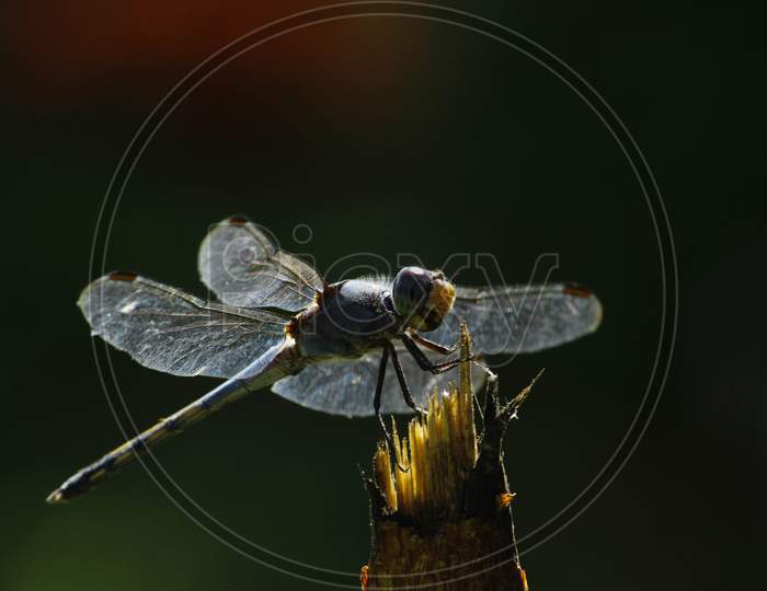 Dragonfly Sitting On A Thin Branch Waiting And Lonely On Natural Background