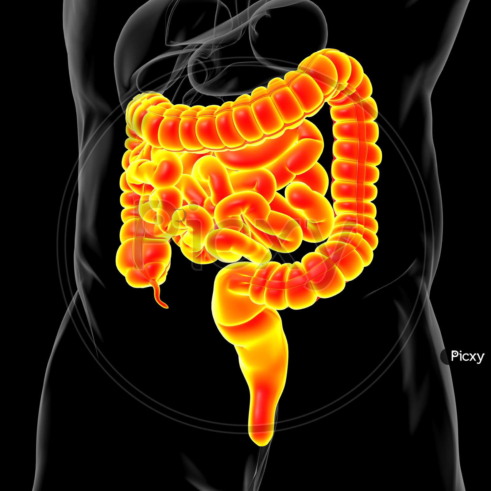 The Large Intestine: Anatomy and 3D Illustrations