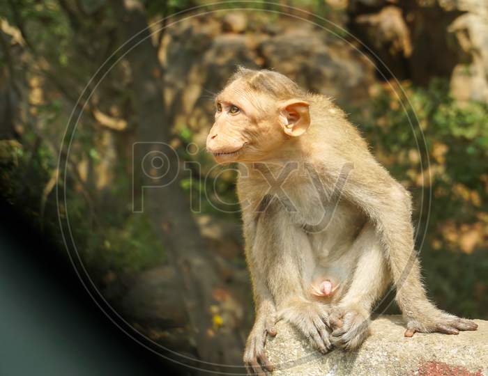 Indian macaque sitting on cement block