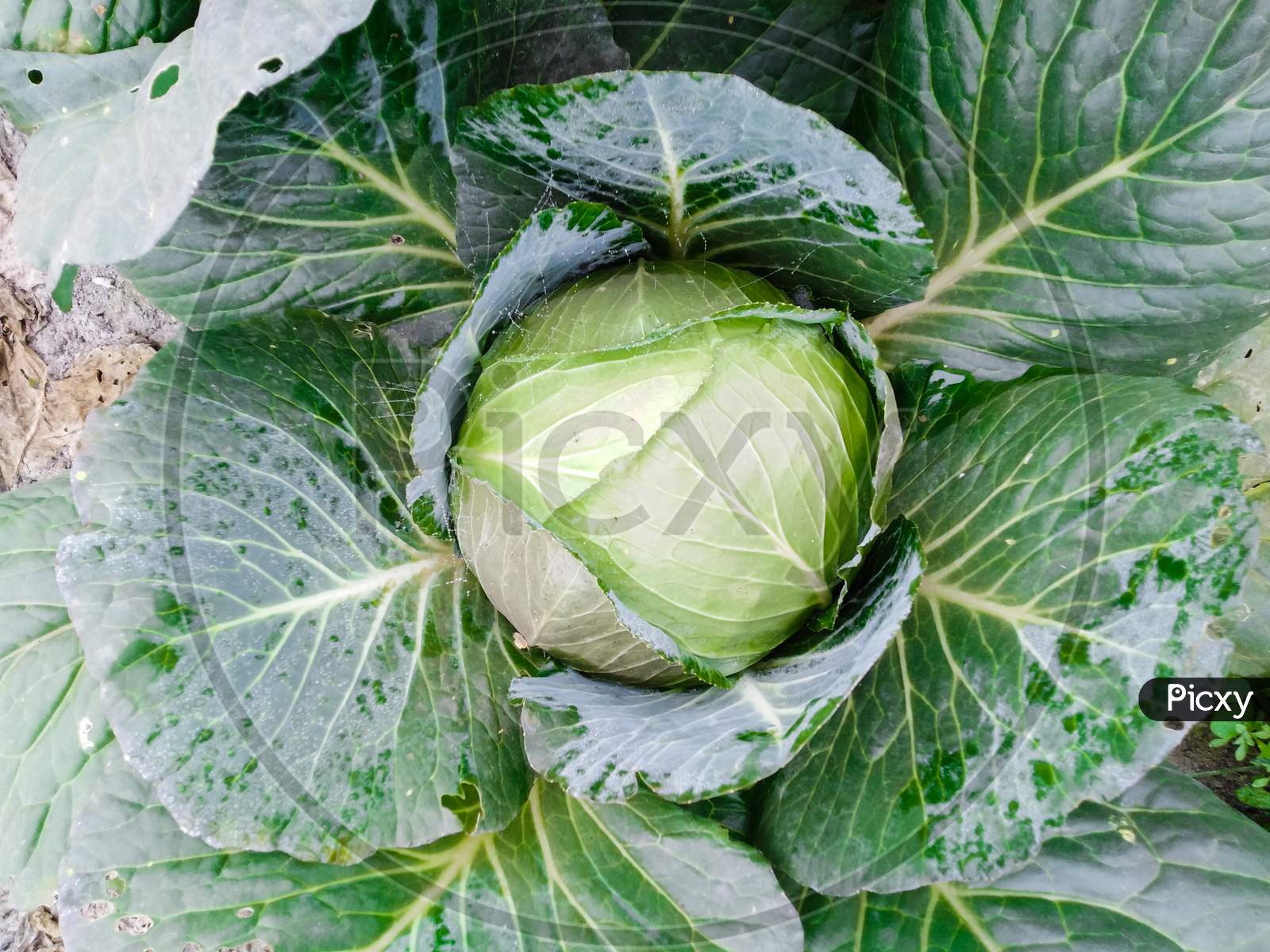 Green cabbage fresh look winter morning