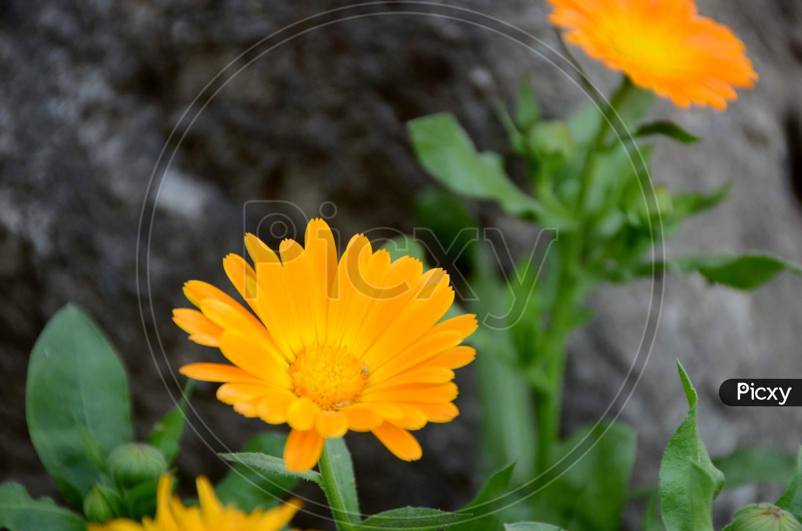 The Beautiful Calendula Orange Flower With Leaves And Plant In The Garden.
