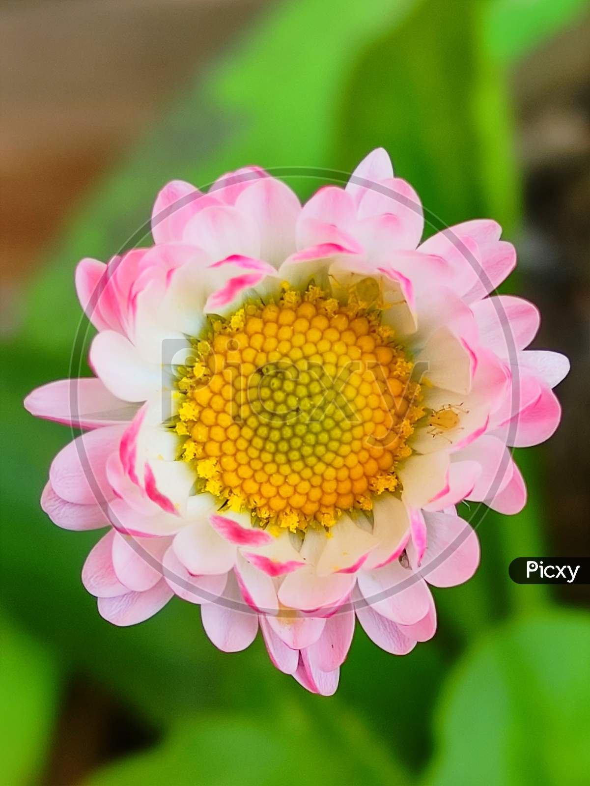 A cute pink flower.
