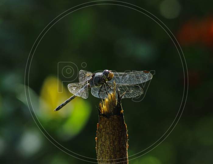 Dragonfly Sitting On A Thin Branch Waiting And Lonely On Natural Background