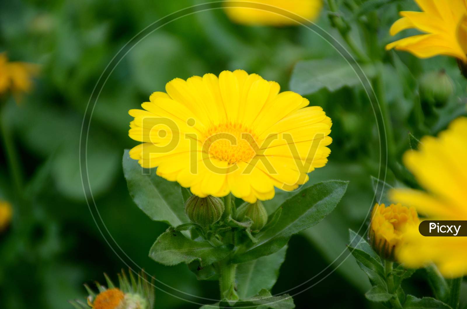The Beautiful Calendula Yellow Flower With Leaves And Plant In The Garden.