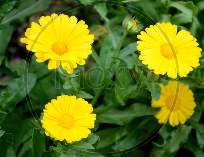 Bunch The Beautiful Calendula Yellow Flower With Leaves And Plant In The Garden.