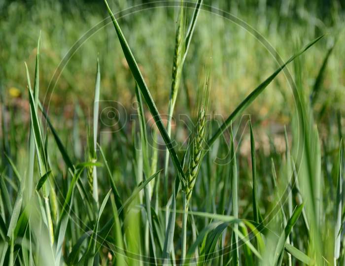 The Ripe Green Wheat Stitch Plants Growing In The Farm.