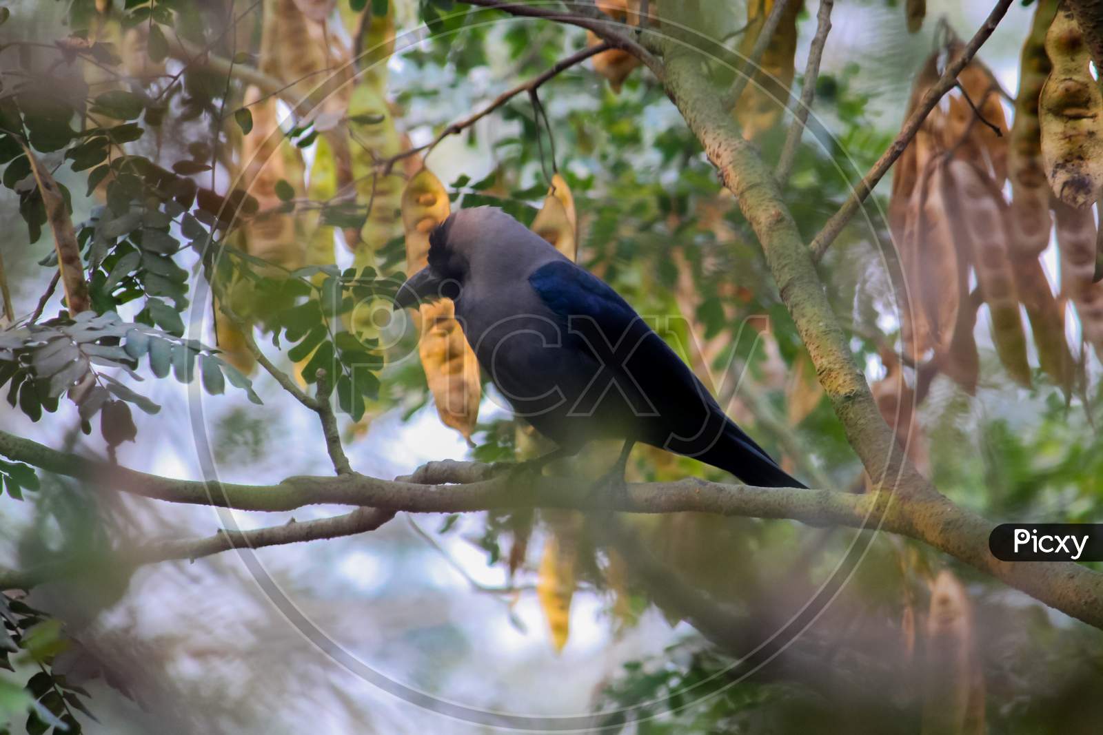 Black bird in the tree