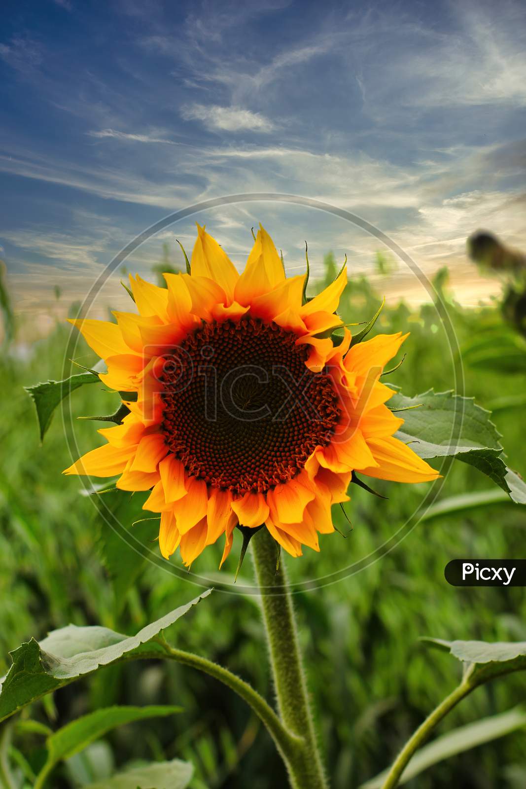 Close-Up Of Fresh Yellow Sunflower Against Clear Blue Sky