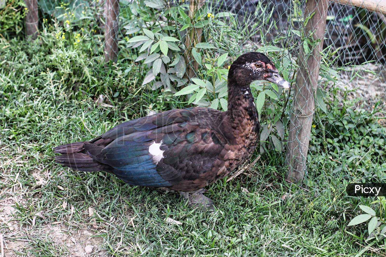 Muscovy Duck Resting In The Grass Next To A Yarn Fence