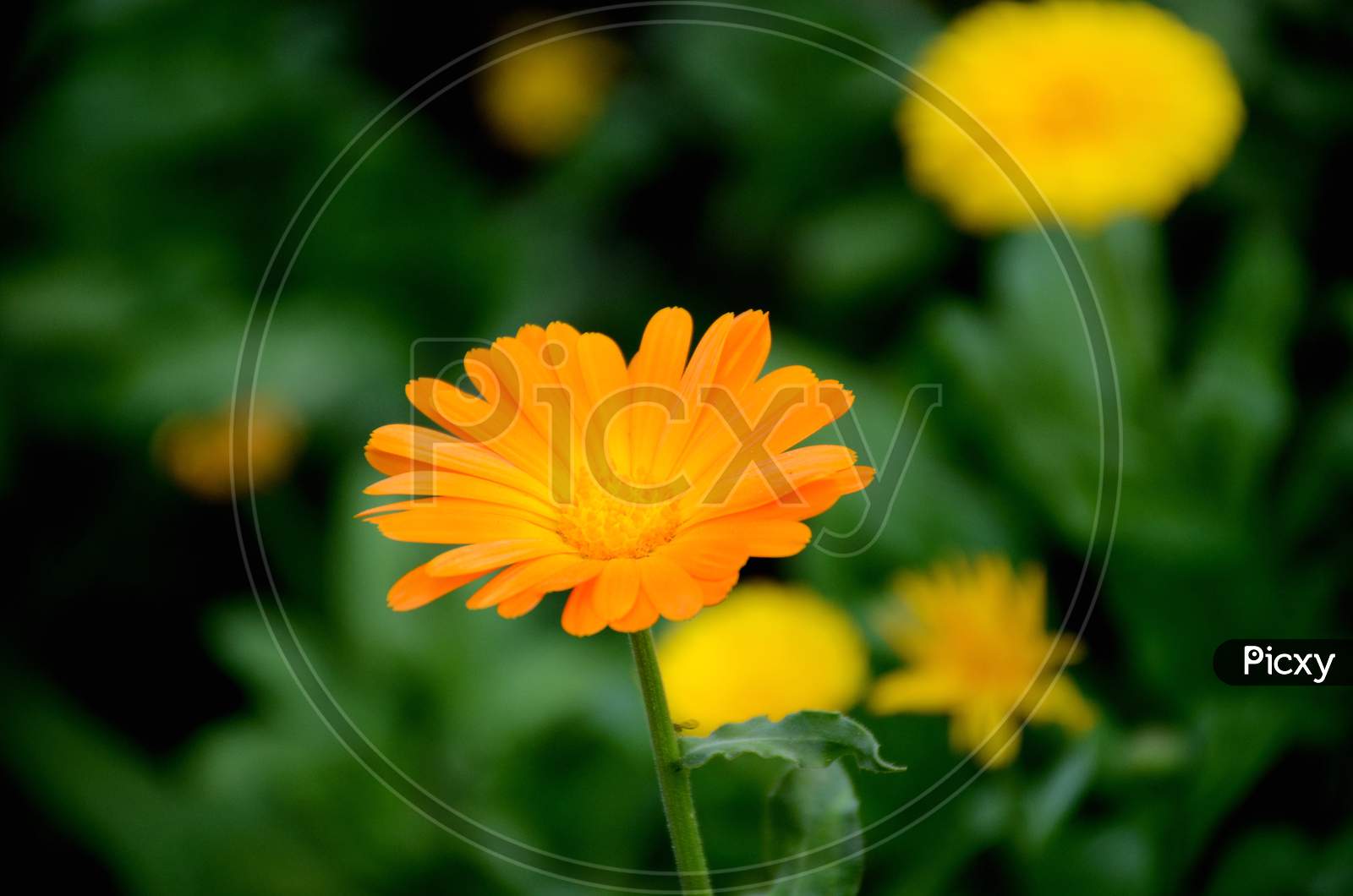 The Beautiful Calendula Orange Flower With Leaves And Plant In The Garden.