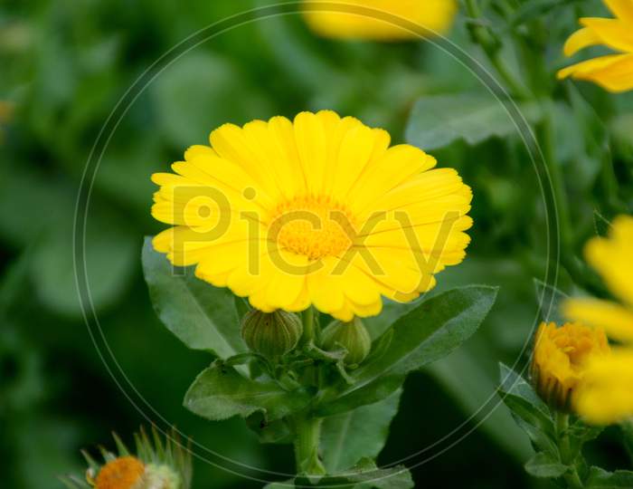 The Beautiful Calendula Yellow Flower With Leaves And Plant In The Garden.
