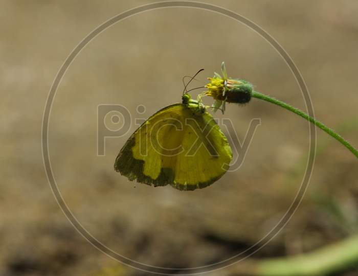 A Butterfly Feeding On Yellow Coat Buttons Flower