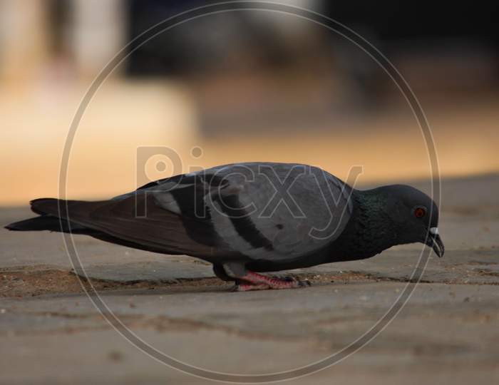 A Stock Dove , Pigeon On The Ground