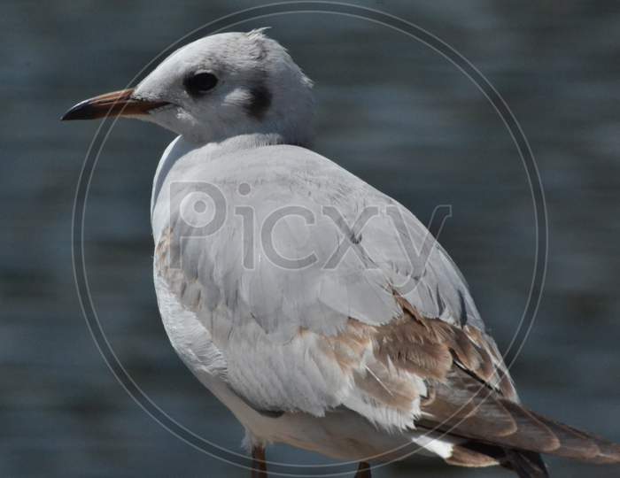 seagull on beach side
