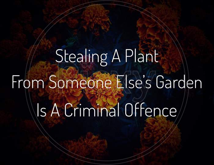 Image with wordings or quotes - Please don't steal plant