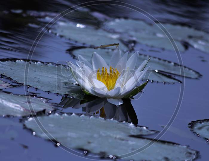 A Blossom White Water Lilly Flower Isolated On The Lake At Summer Beautiful Nature Water Background
