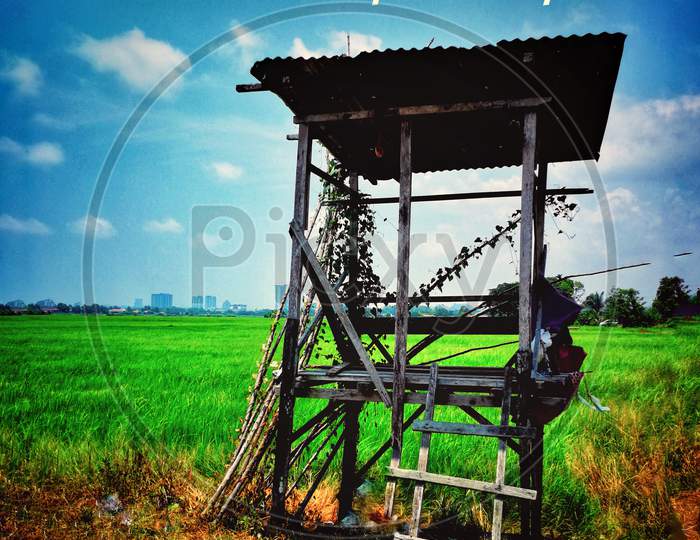 Green nature landscape with paddy rice field and old hut in Borneo, Sabah, Malaysia