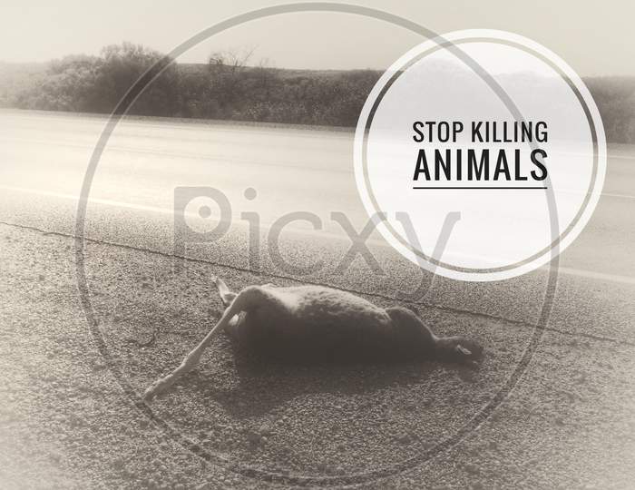 Image with wordings or quotes - Stop killing animals