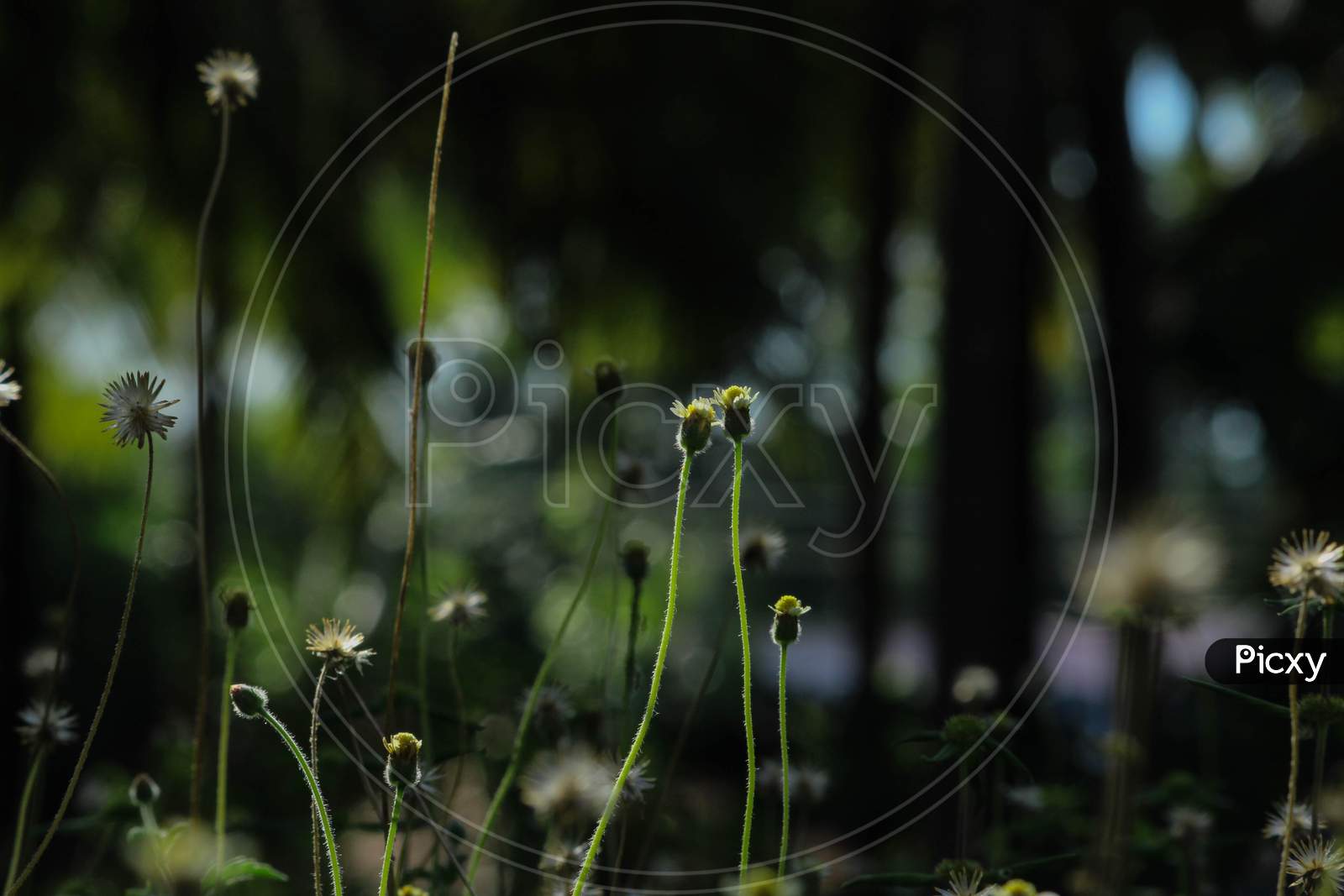 A Beautiful Tridax Daisy Or Coat Buttons Isolated Flower Field With Green Leaves With Blur Nature Background