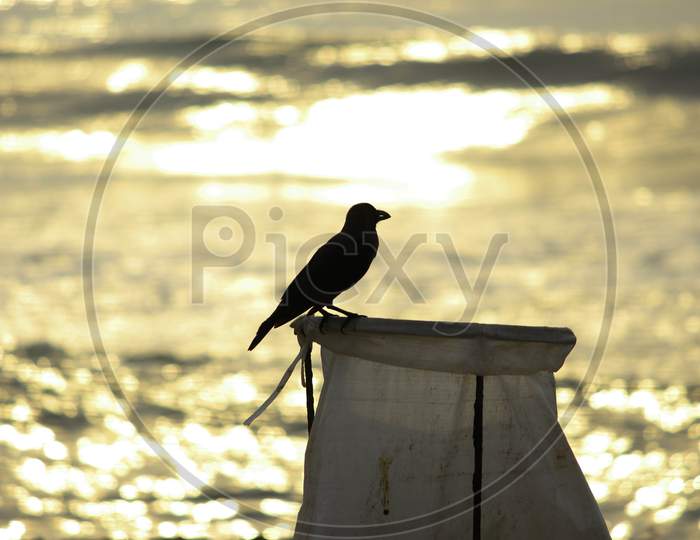A Crow Is Standing And Looking At The Beach