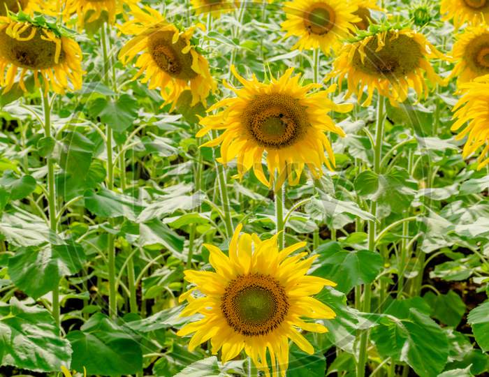 Sunflowers Bloom In Agriculture Farm Field.