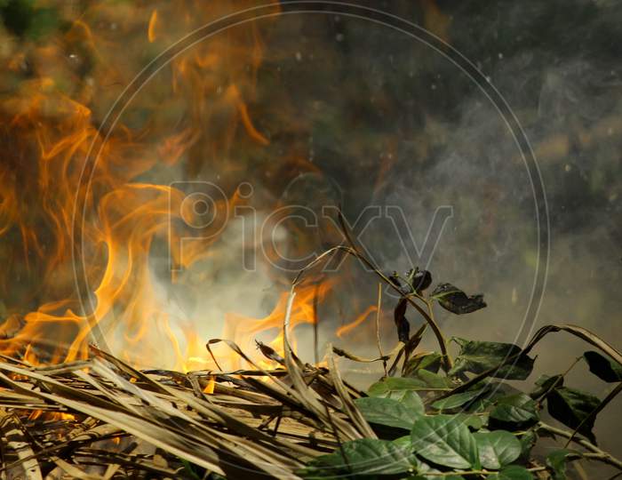 Burn,Blaze , Heat , Lighting Fire On Coconut Dry Leaves