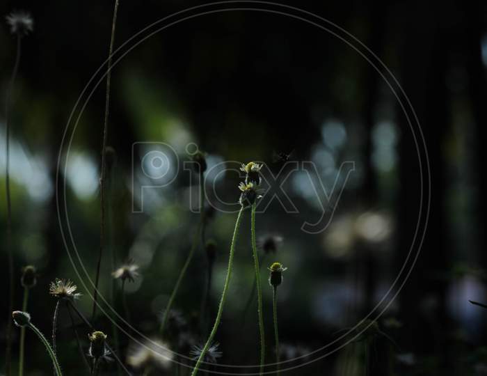 Beautiful Tridax Daisy Or Coat Buttons Pair Of Flowers Field With Green Leaves With Blur Nature Background