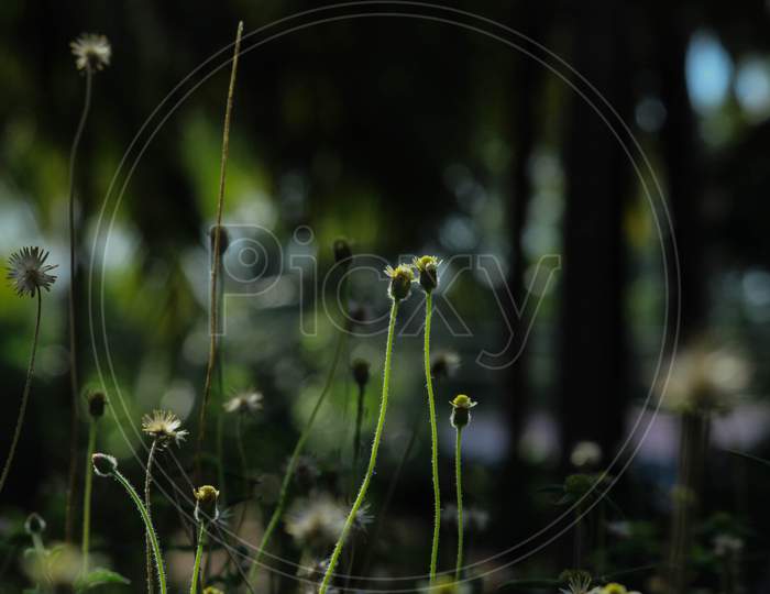 A Beautiful Tridax Daisy Or Coat Buttons Isolated Flower Field With Green Leaves With Blur Nature Background