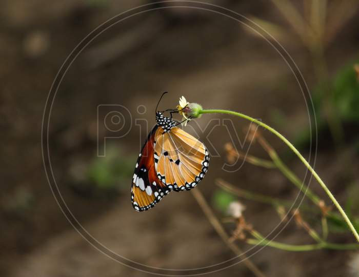 A Yellow Orange Color Butterfly Feeding On Yellow Flowers Isolated In A Summer Garden