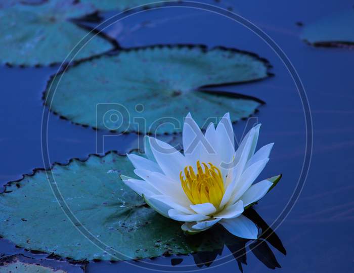 Blossom White Water Lily Flower Isolated On The Lake At Summer Beautiful Nature Water Background