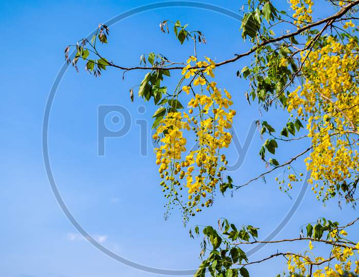 Golden Shower Tree Yellow Colored Flowers Bloom Hanging On Tree Branch. Copy Space With Selective Focus Used And Blue Sky Background.