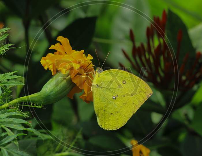 A Butterfly Feeding On Yellow Flowers In A Summer Garden