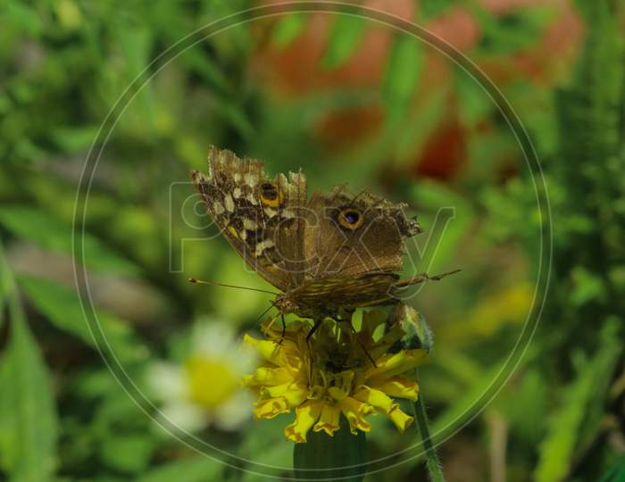 Butterfly Feeding On Yellow Flowers In A Summer Garden