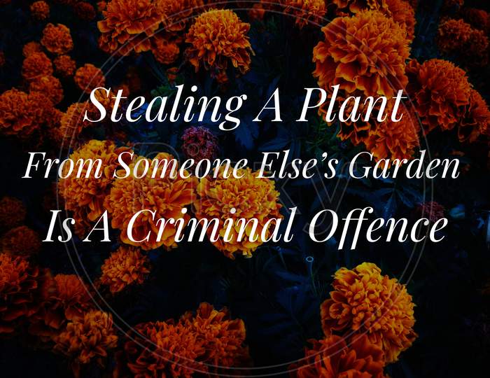 Image with wordings or quotes - Stealing  a Plants-criminal  offence