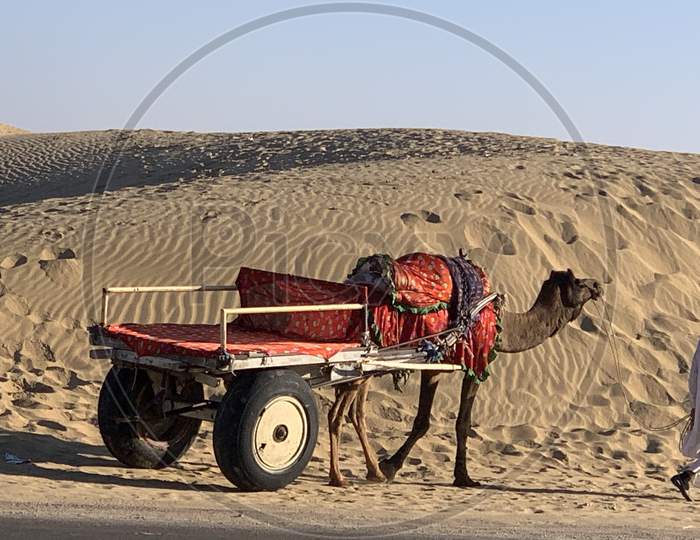 Camel vehicle 🇮🇳