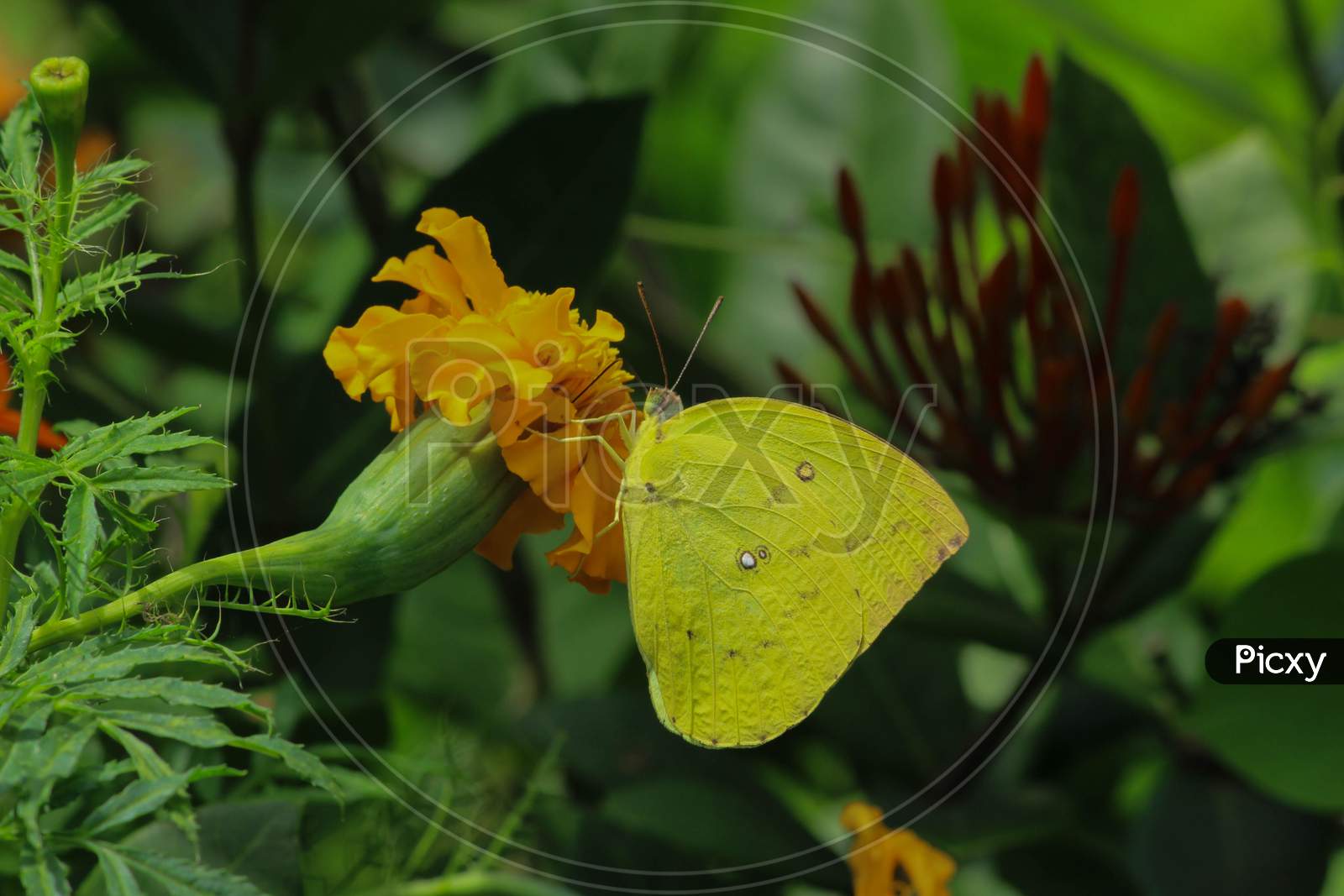 A Butterfly Feeding On Yellow Flowers In A Summer Garden