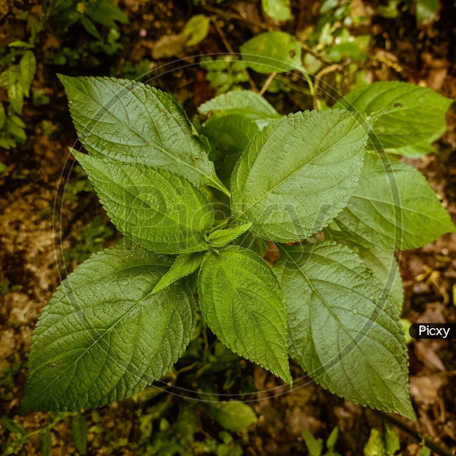center perspected wild plant