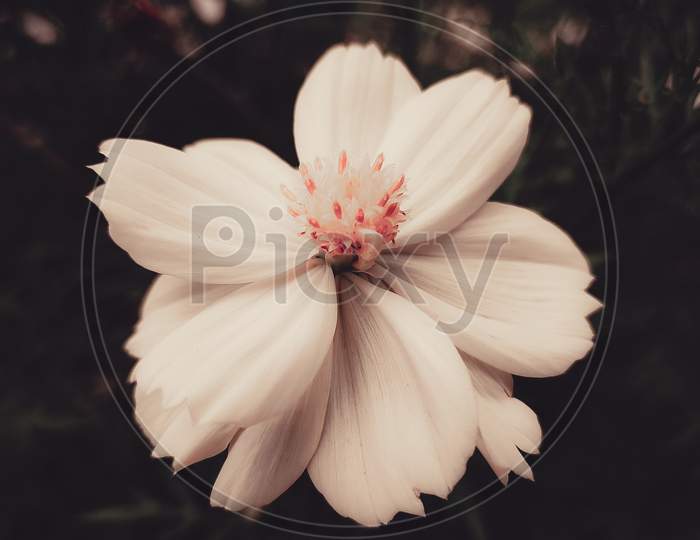 vintage flower image