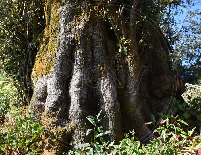 Giant Tree Trunk Bottom