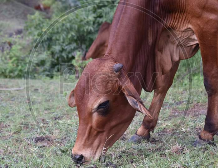 Indian Cow Grazing Grass