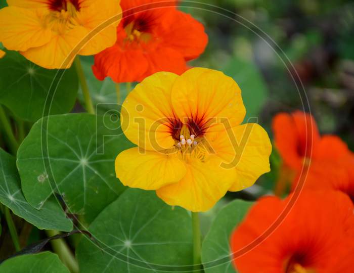 The Yellow Orange Nasturtium Flowers With Vine And Green Leaves In The Garden.