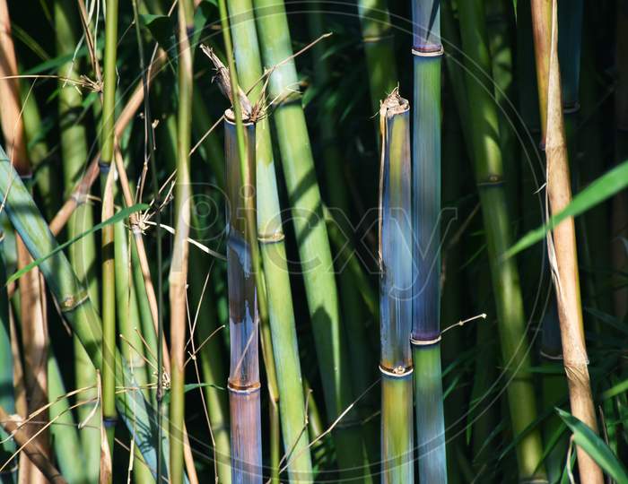 Himalayan Blue Bamboo