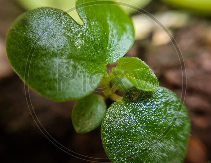 Marco leaf