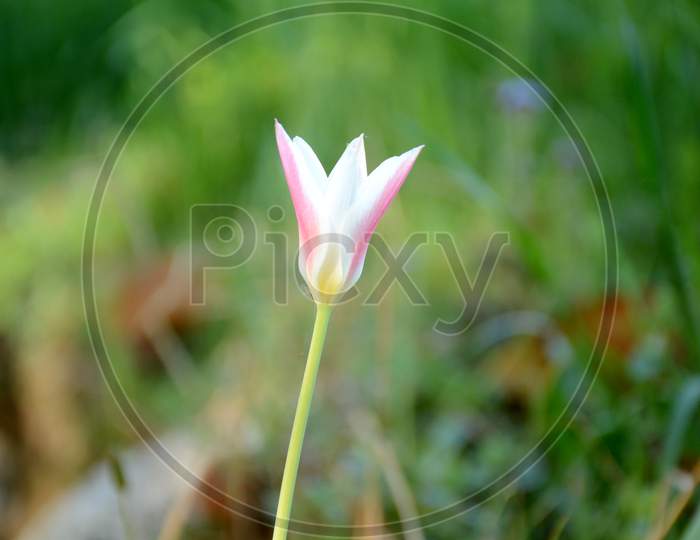 The Pink Rain Lily Flower With Plant Growing In The Garden.