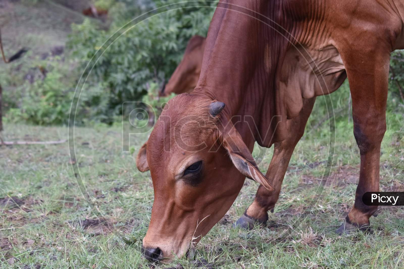 Indian Cow Grazing Grass