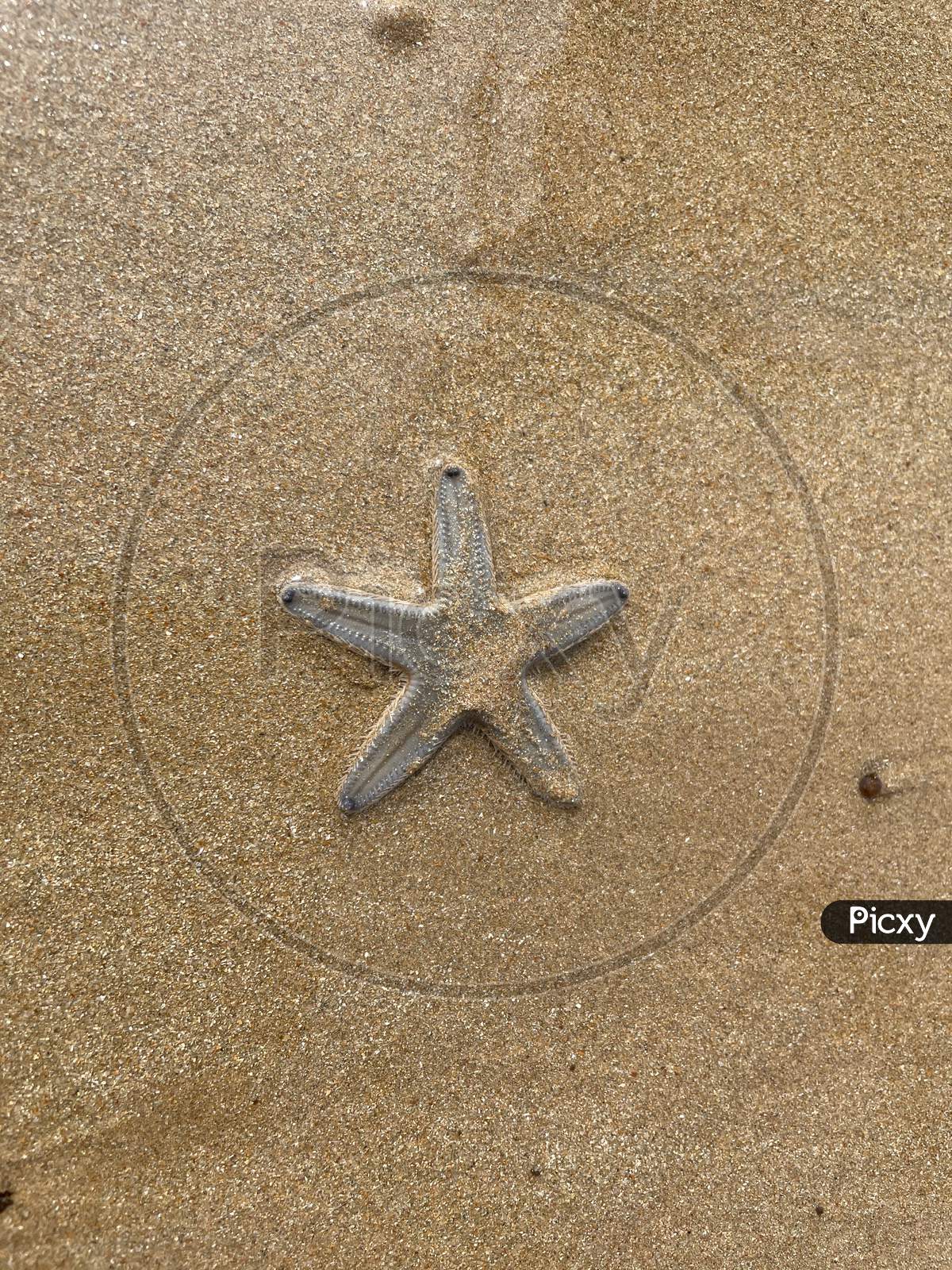 Starfish in the sand