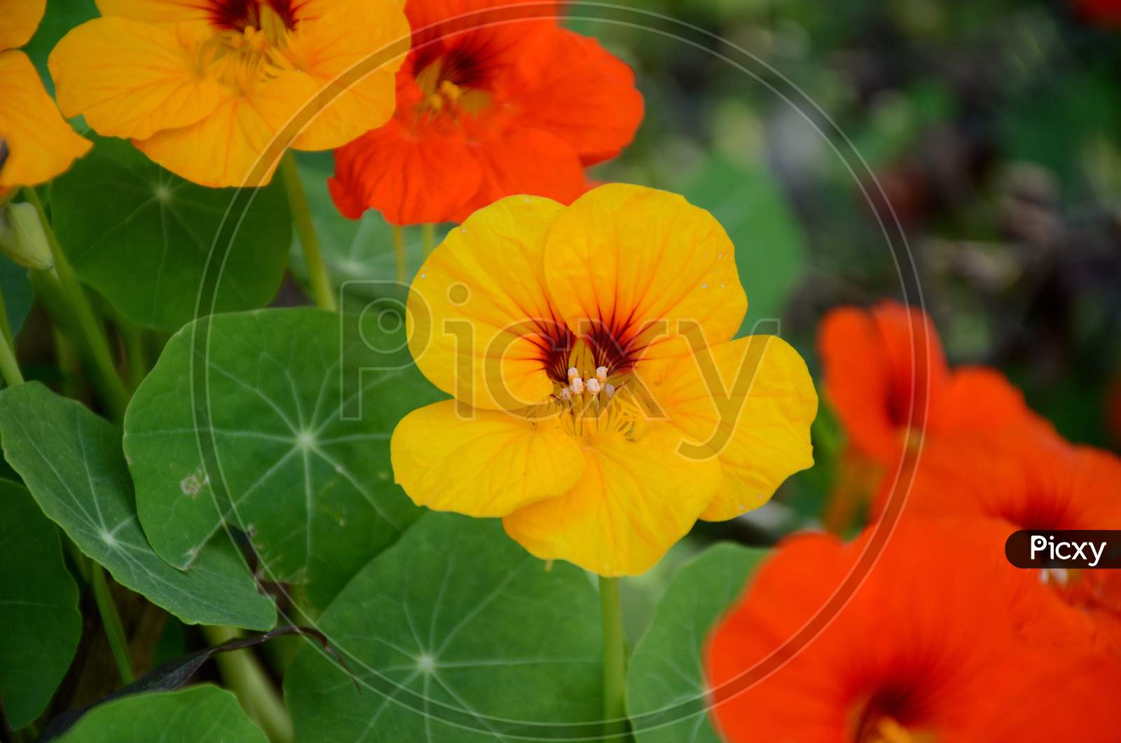 The Yellow Orange Nasturtium Flowers With Vine And Green Leaves In The Garden.