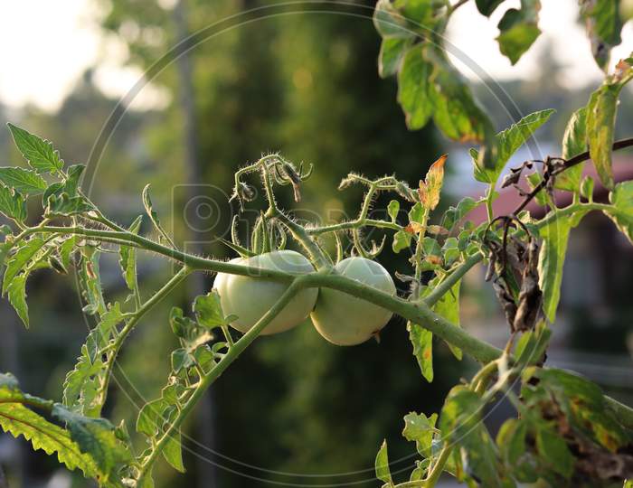 Green Large Tomatoes In A Vegetable Garden